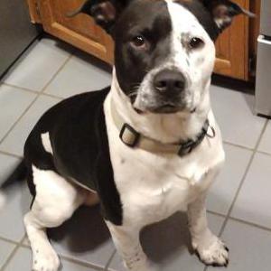 Image of Spike, Lost Dog