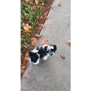 Lost Dog Oreo