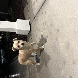 Found Dog Unknown