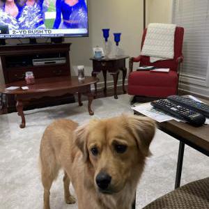Found Dog Unknown