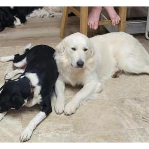 Image of Doug, Lost Dog