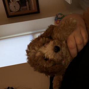 Image of Millie, Lost Dog