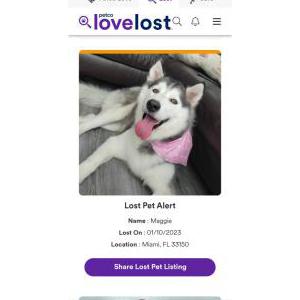 Lost Dog Maggie