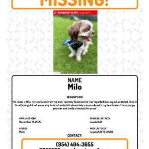 Lost Dog Milo