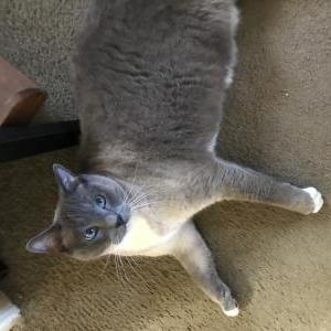 Image of William, Lost Cat