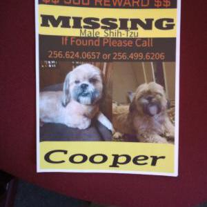 Lost Dog Cooper