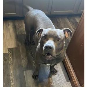 Lost Dog Blue