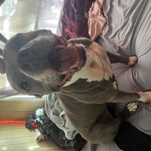 Image of Zona, Lost Dog