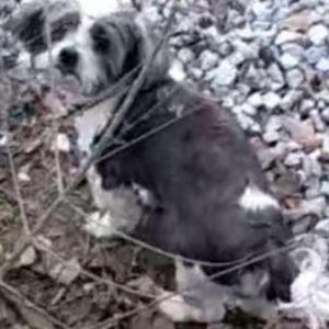 Lost Dog Braxton