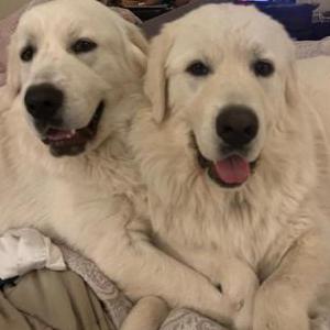 Lost Dog Milo & Archy