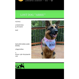 Lost Dog Abbie