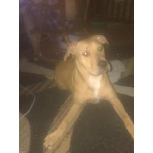 Lost Dog Daisy Dukes