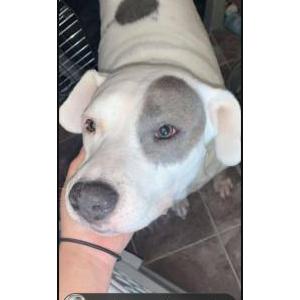 Image of Leya, Lost Dog