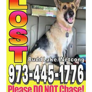 Lost Dog Lunna