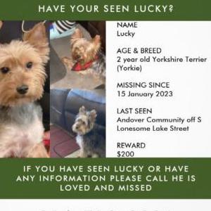 Lost Dog Lucky