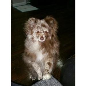 Lost Dog Bella