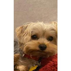 Lost Dog zenzie        yorkie