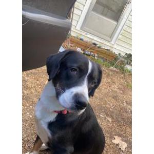 Lost Dog Denver