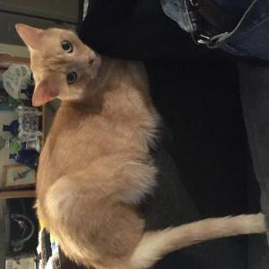 Lost Cat Colby