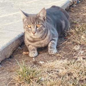 Image of Striker, Lost Cat