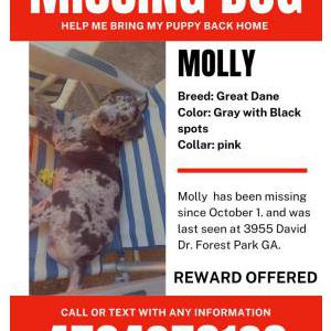 Lost Dog Molly