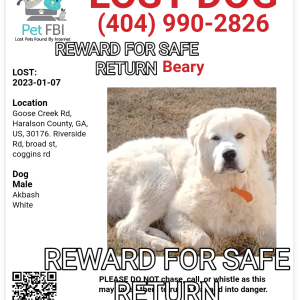 Image of Beary, Lost Dog