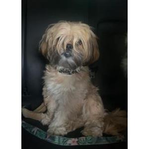 Image of Cosmo, Lost Dog