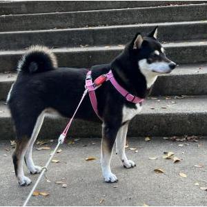 2nd Image of yumi, Lost Dog