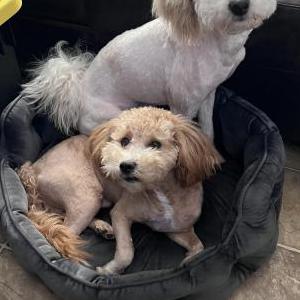 Image of Papi & zari, Lost Dog