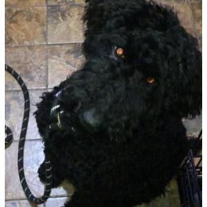 Lost Dog Sheldon