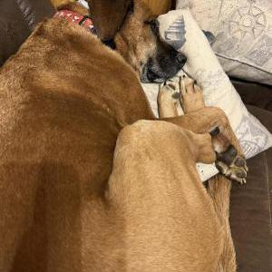 2nd Image of Choco, Lost Dog