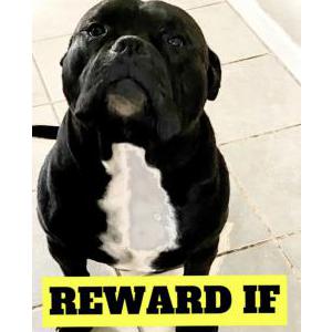 Lost Dog Berbatov