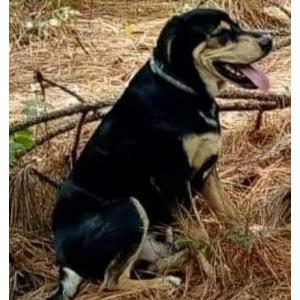 Lost Dog Bernard (BOY)