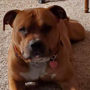 Image of Mister, Lost Dog
