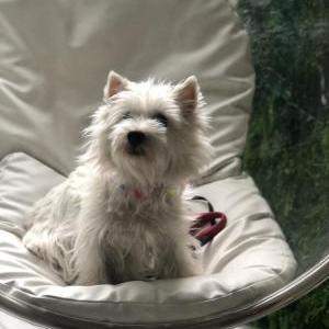 Lost Dog Tutu