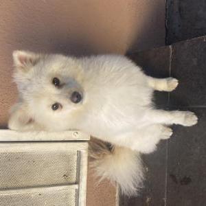 Found Dog Unknown