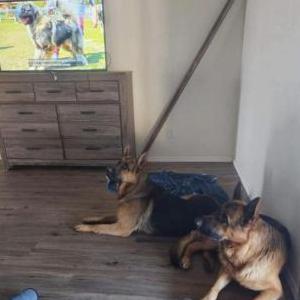 2nd Image of Harry, Lost Dog