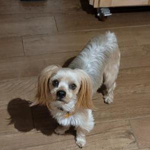 Image of Memphis, Lost Dog