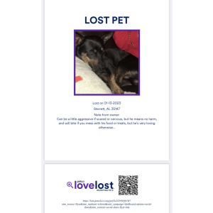 Lost Dog Scooter