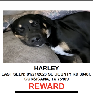 Lost Dog HARLEY