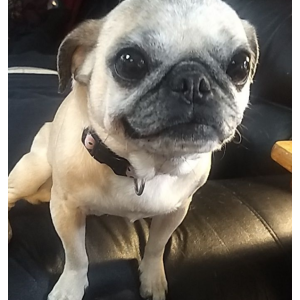 Image of Ching Ching, Lost Dog