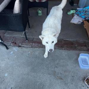 Found Dog Unknown