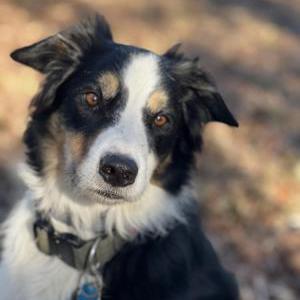 Image of Maverick, Lost Dog