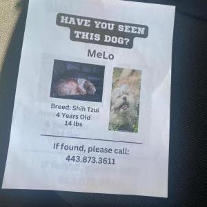 Lost Dog Melo
