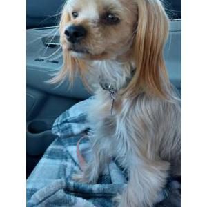 Image of Memphis, Lost Dog