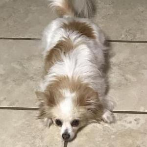 Lost Dog Buttercup 