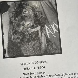 Lost Dog Tiffany