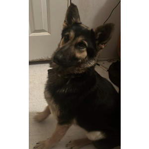 Image of Honey, Lost Dog