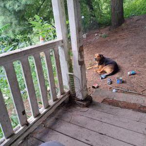 Image of Diablo, Lost Dog