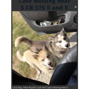 Lost Dog Colt and Case